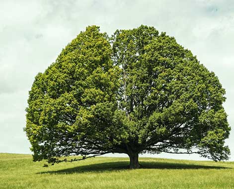 arbol de mostaza